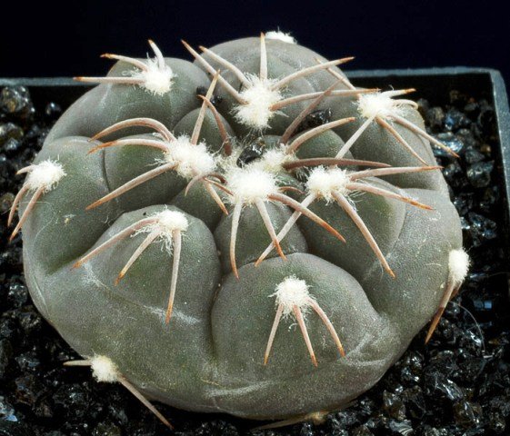 Gymnocalycium_ferrarii_1